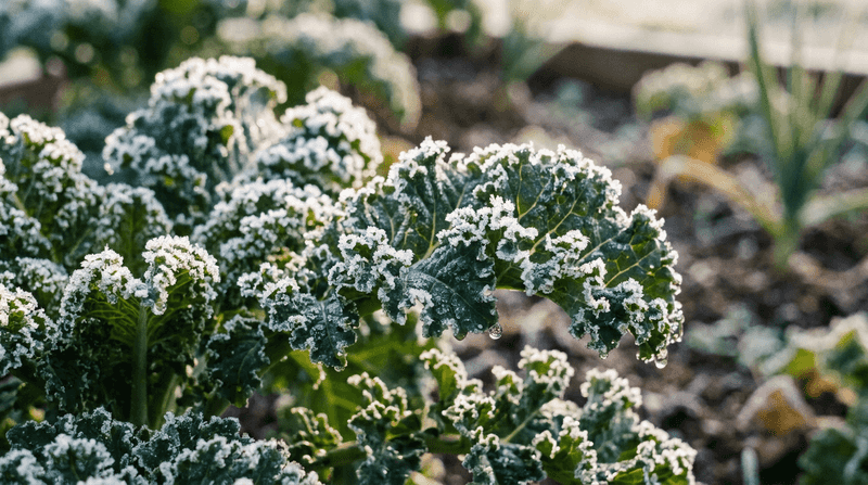 Kale