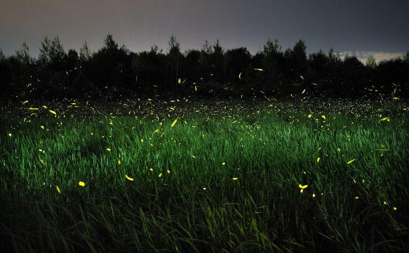 Keep Part of the Yard Dark After Sunset