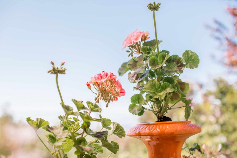 Keep Soil Drained and Feed the Plant Moderately