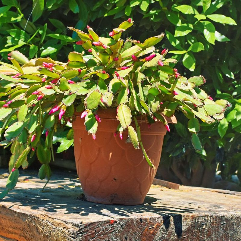 Keep Southern plants sheltered while they recover Keep Southern plants sheltered while they recover