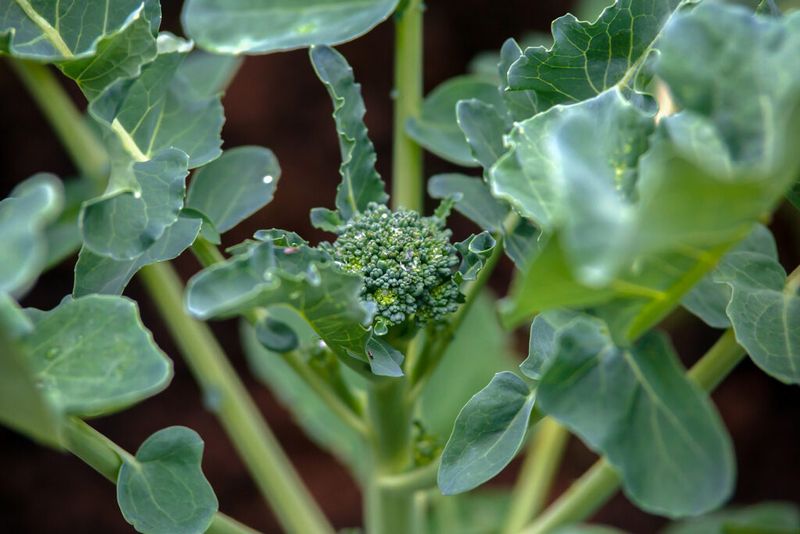 Keep a healthy plant for a chance at side shoots