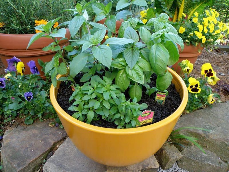 Keep basil growing steadily with sun, water, and restrained feeding