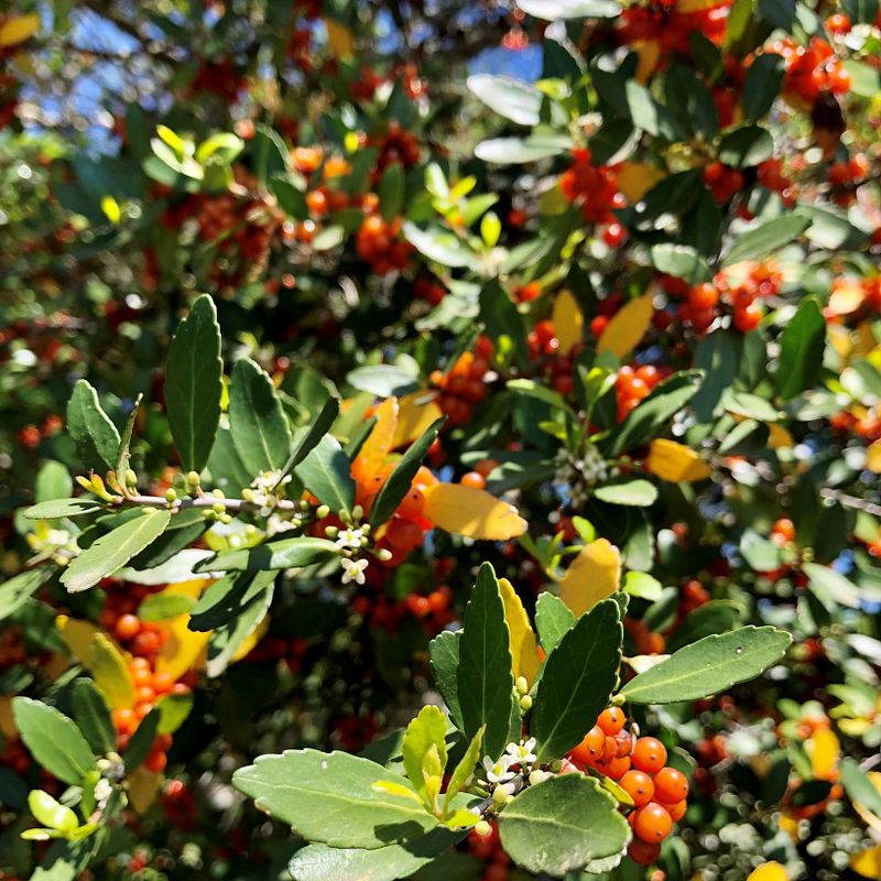 Keep berries and flammability claims in context
