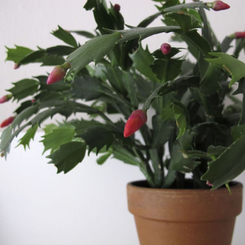 Keep care steady while buds develop