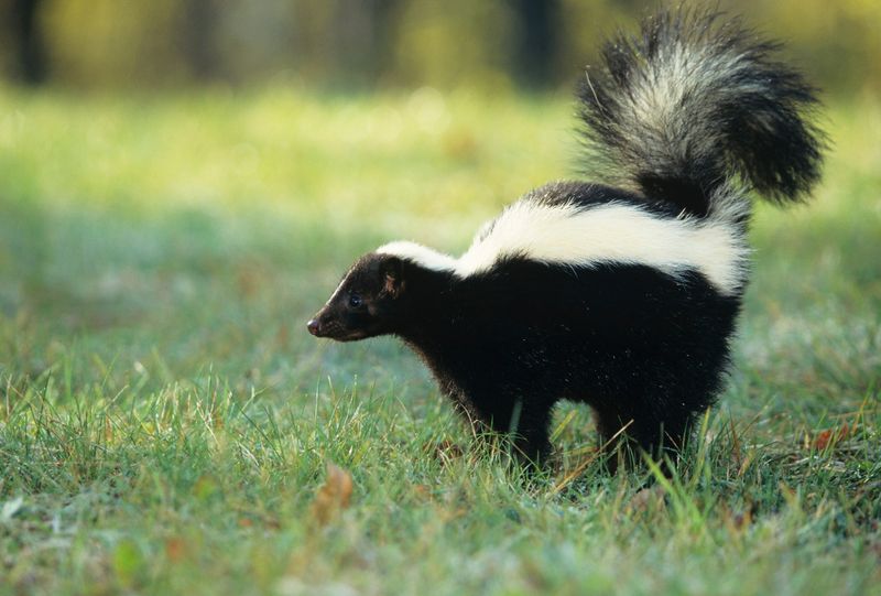 Keep children and pets away from a possible wildlife conflict