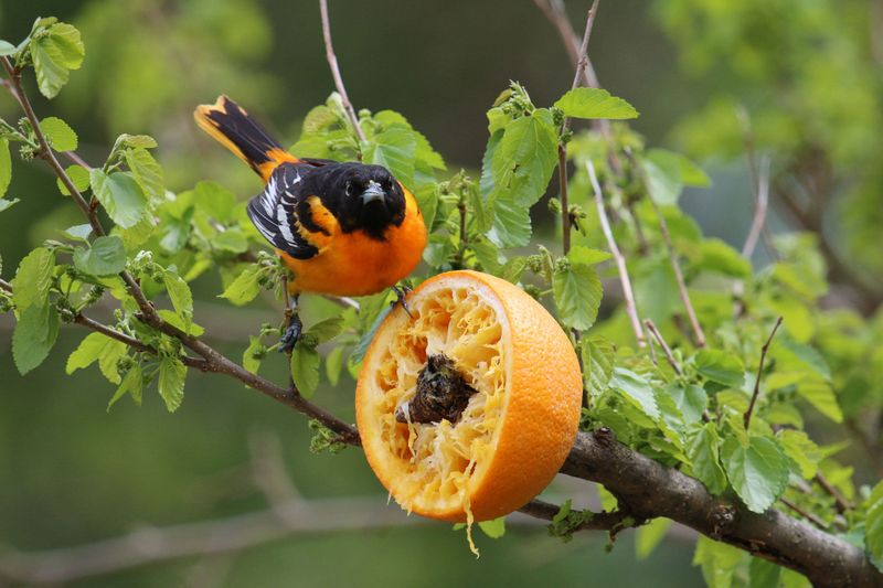 Keep feeder food fresh, but set realistic expectations Keep feeder food fresh, but set realistic expectations