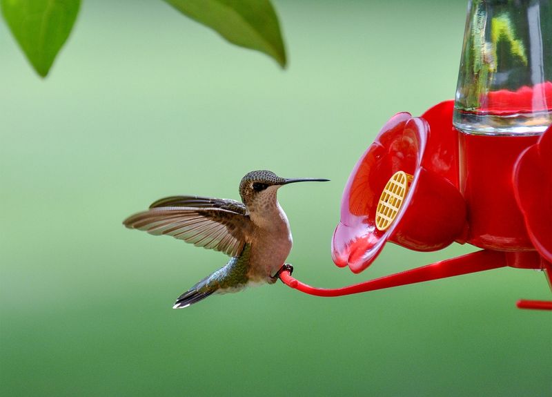 Keep feeding birds without making a blanket migration decision Keep feeding birds without making a blanket migration decision