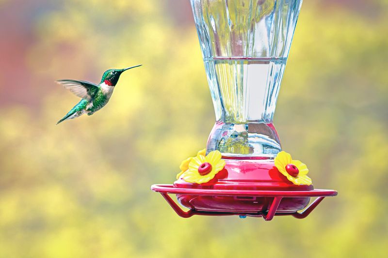 Keep feeding while migration runs its course