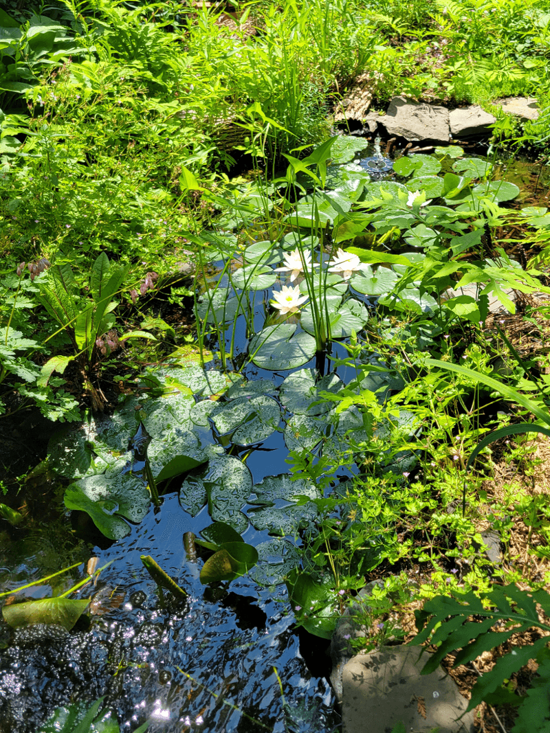 Keep fish and broad-spectrum insecticides out of the habitat Keep fish and broad-spectrum insecticides out of the habitat