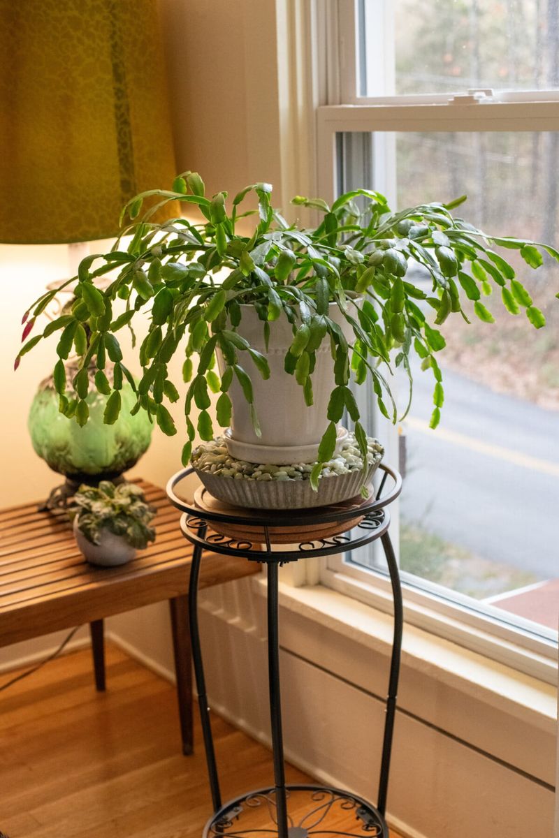 Keep light steady while buds develop