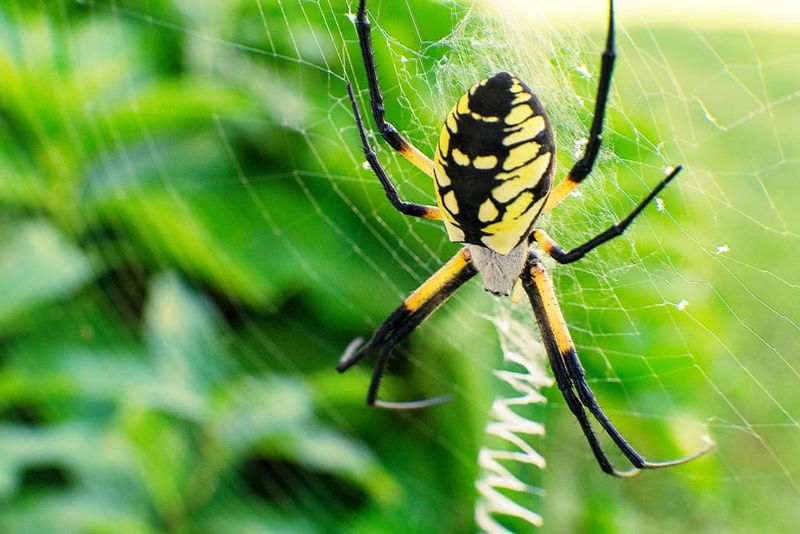 Keep low-conflict webs and remove or relocate obstructive ones