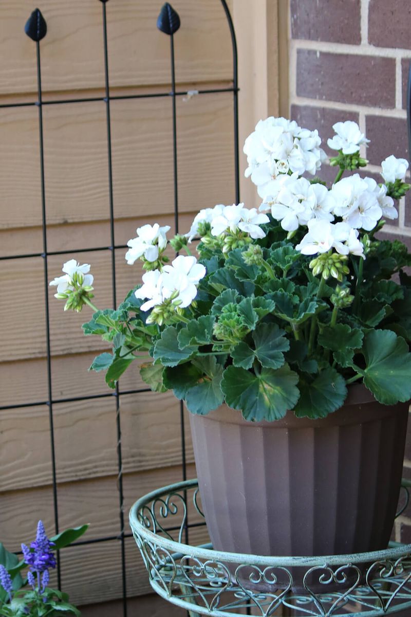 Keep moisture, drainage, and feeding in balance Keep moisture, drainage, and feeding in balance