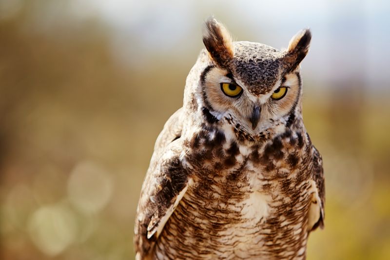 Keep pesticides away from the predator you are trying to support
