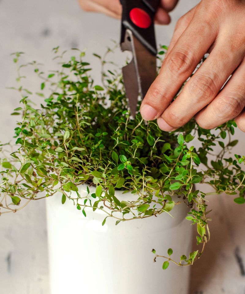Keep pruning cuts in leafy growth Keep pruning cuts in leafy growth