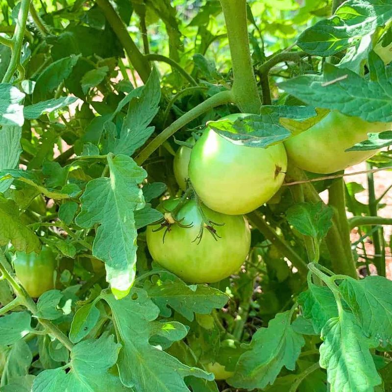Keep scouting while protecting the fall harvest