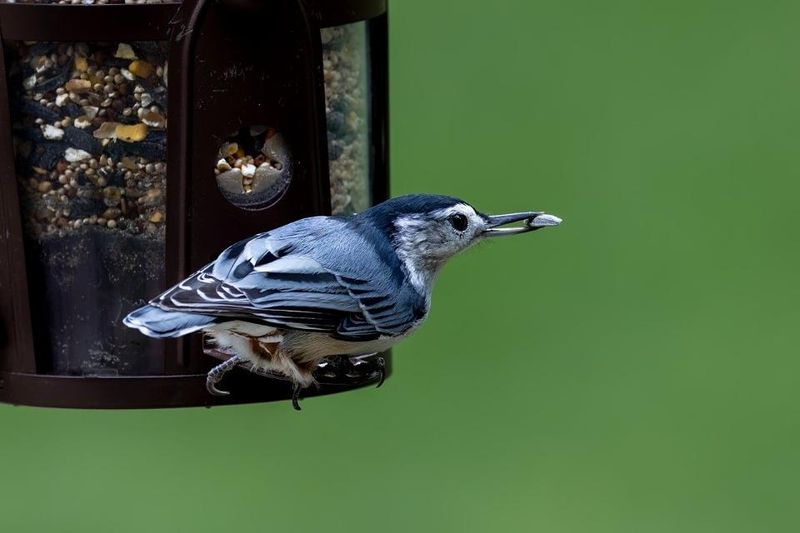 Keep seed fresh and the feeding station clean