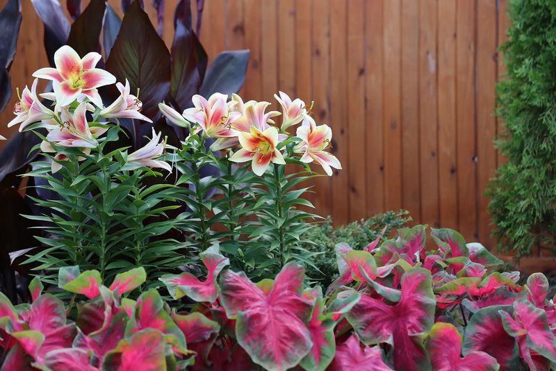 Keep stored rhizomes cool, dry, and frost-free Keep stored rhizomes cool, dry, and frost-free