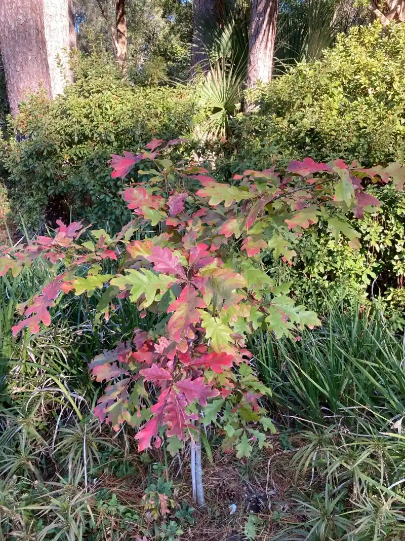 Keep the Seedlings That Support Wildlife Without Taking Over the Yard