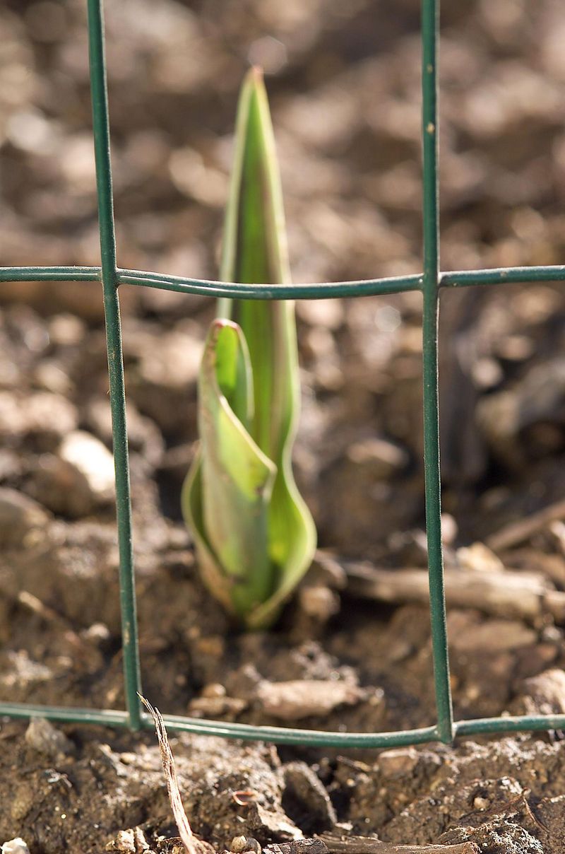 Keep the barrier secured while the soil remains vulnerable