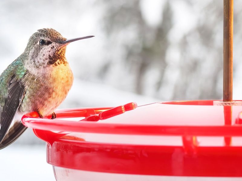 Keep the feeder available after activity fades