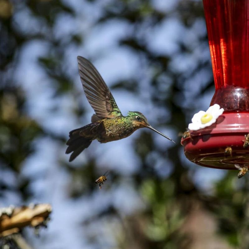 Keep the feeder available when birds can use it safely