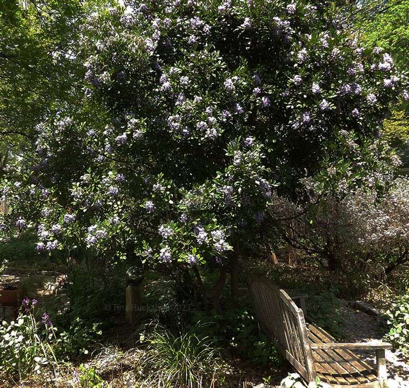 Keep the native tree when you can control access to its seeds