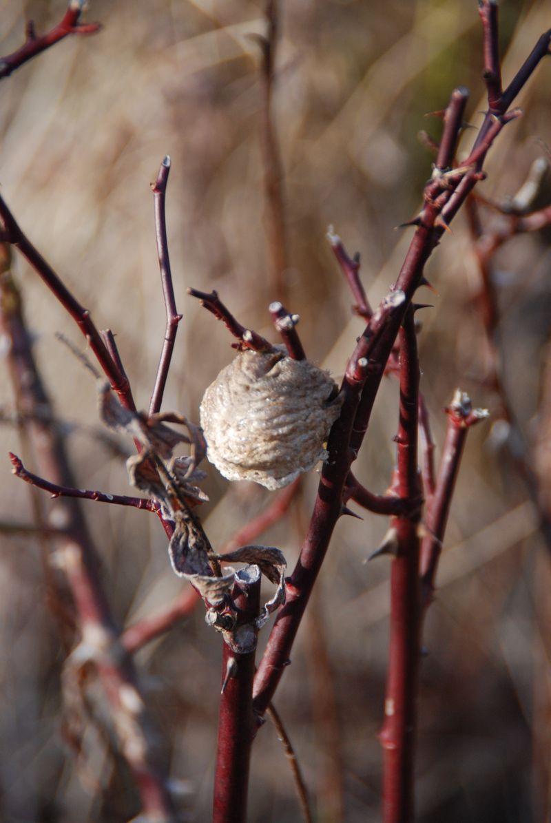 Keep the ootheca outdoors through winter