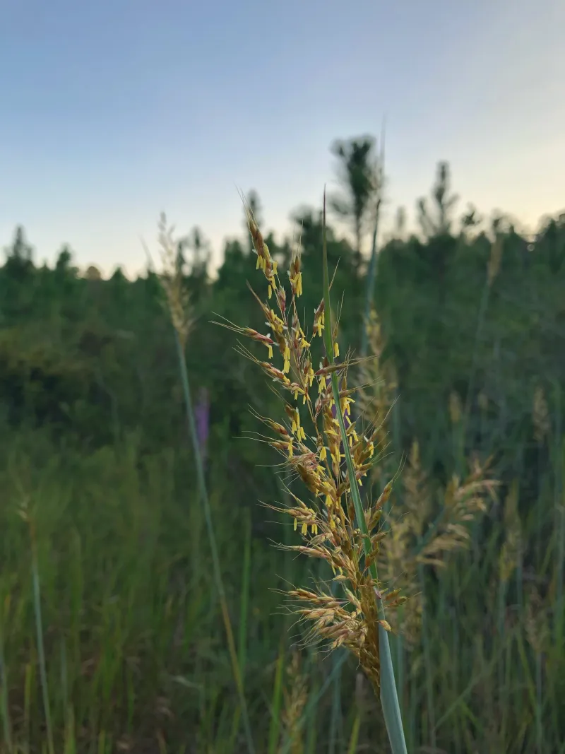 Keep the patch productive through the seed season