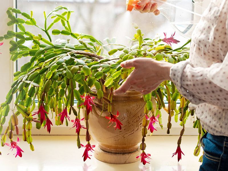 Keep the potting mix moist, not waterlogged