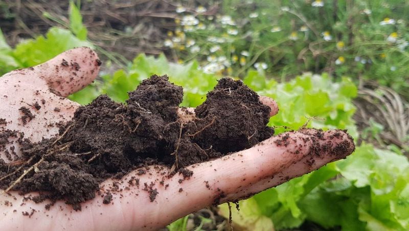 Keep the root zone evenly moist