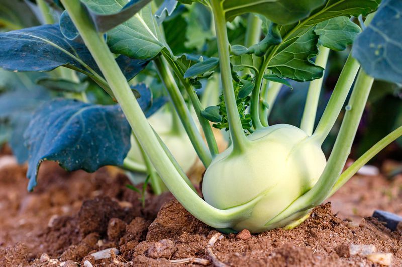 Keep the root zone moist without keeping it saturated
