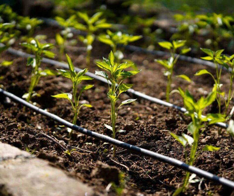 Keep the root zone steady through flowering