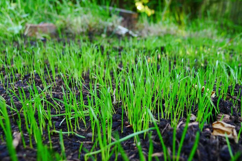Keep the seedbed moist while roots develop