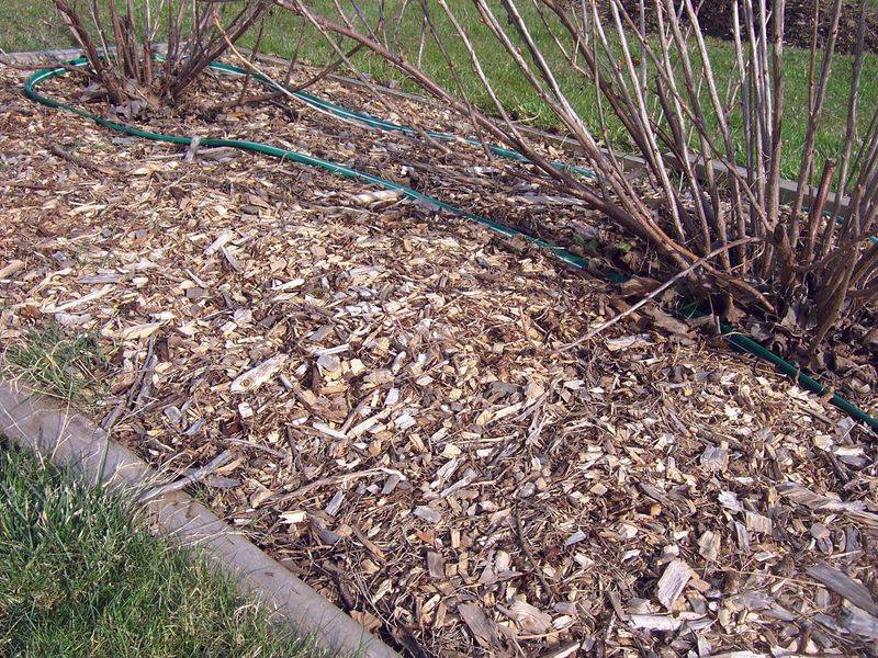 Keep useful mulch, but remove the cover voles use Keep useful mulch, but remove the cover voles use