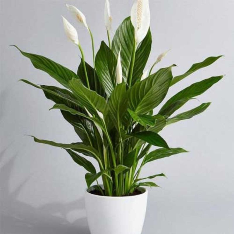 Keep watering, feeding, and temperature steady