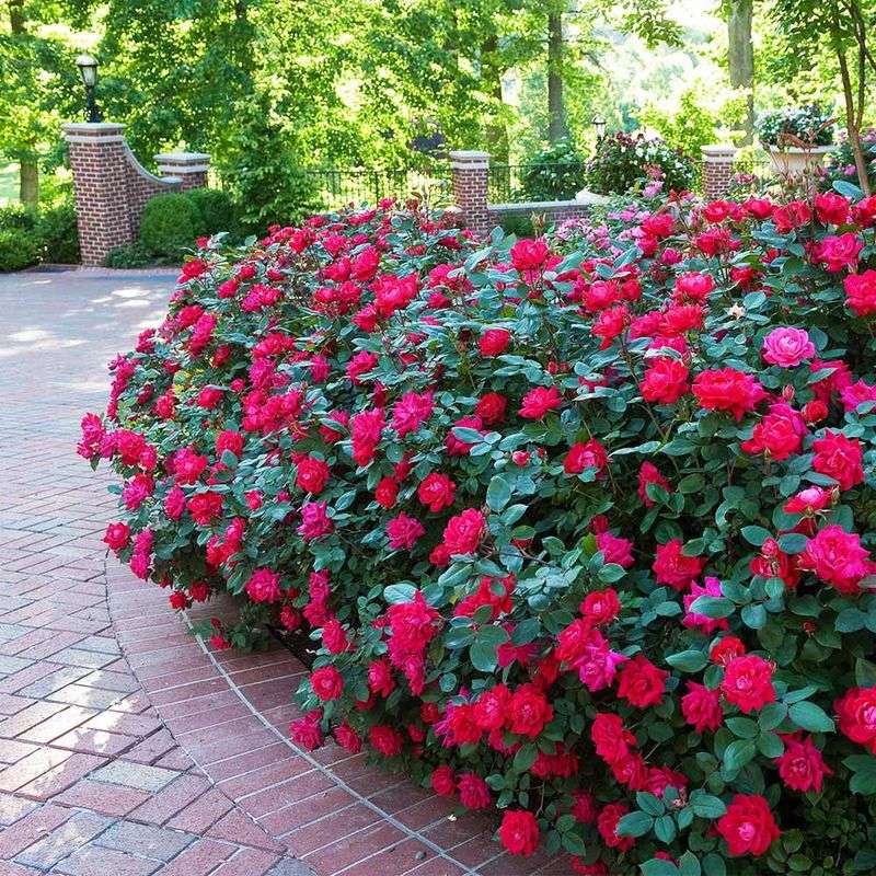 Knock Out Rose