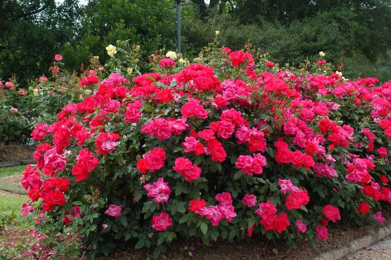 Knock Out® roses have real fall-blooming potential