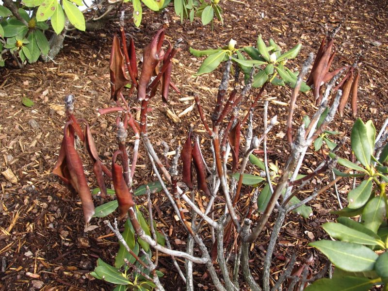 Know When Root Damage Is Too Severe to Reverse