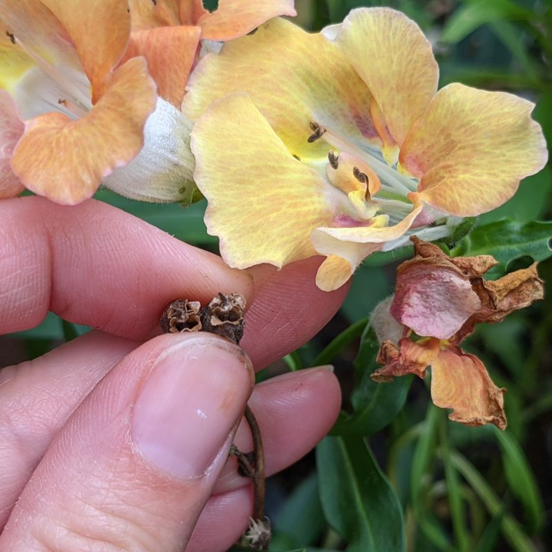 Know what incomplete deadheading leaves behind
