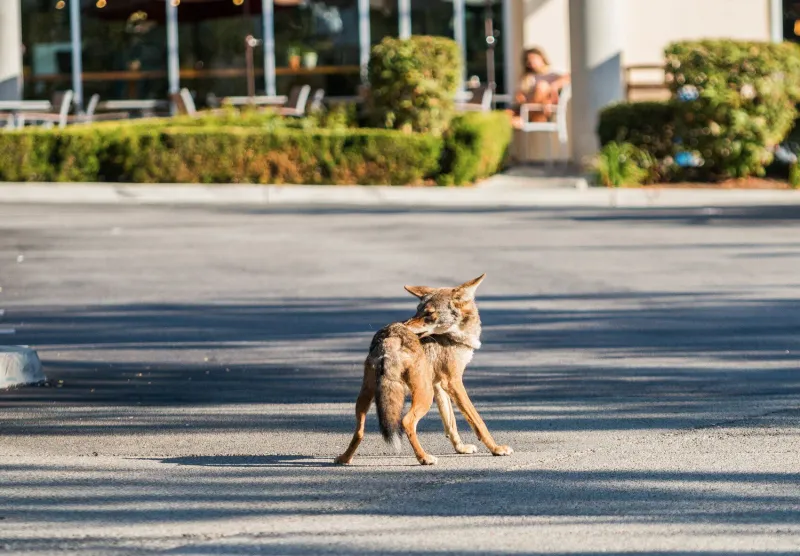 Know when a sighting becomes a reportable problem