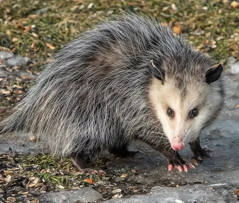 Know when a visitor has become a wildlife problem Know when a visitor has become a wildlife problem