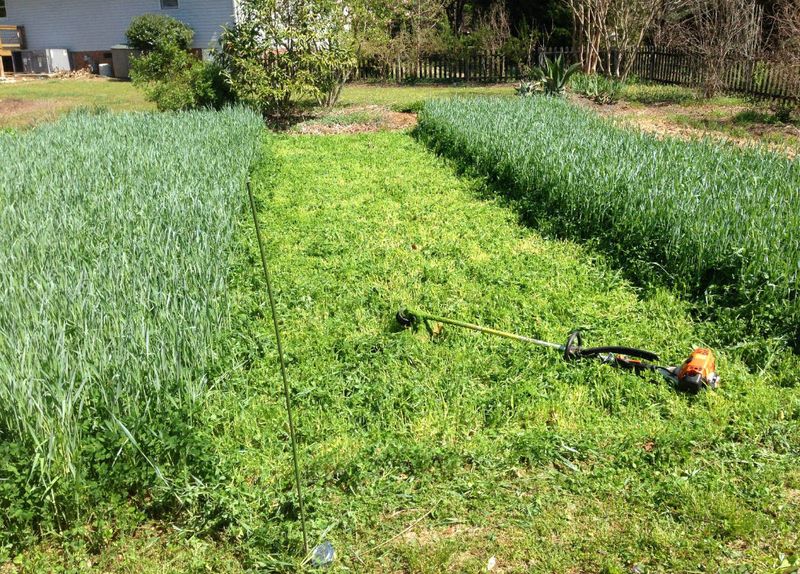 Know when another cover crop makes more sense Know when another cover crop makes more sense