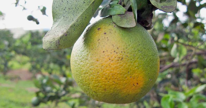 Know when green fruit is part of a larger problem