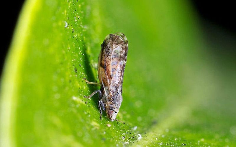 Know when psyllid or HLB concerns need official attention Know when psyllid or HLB concerns need official attention