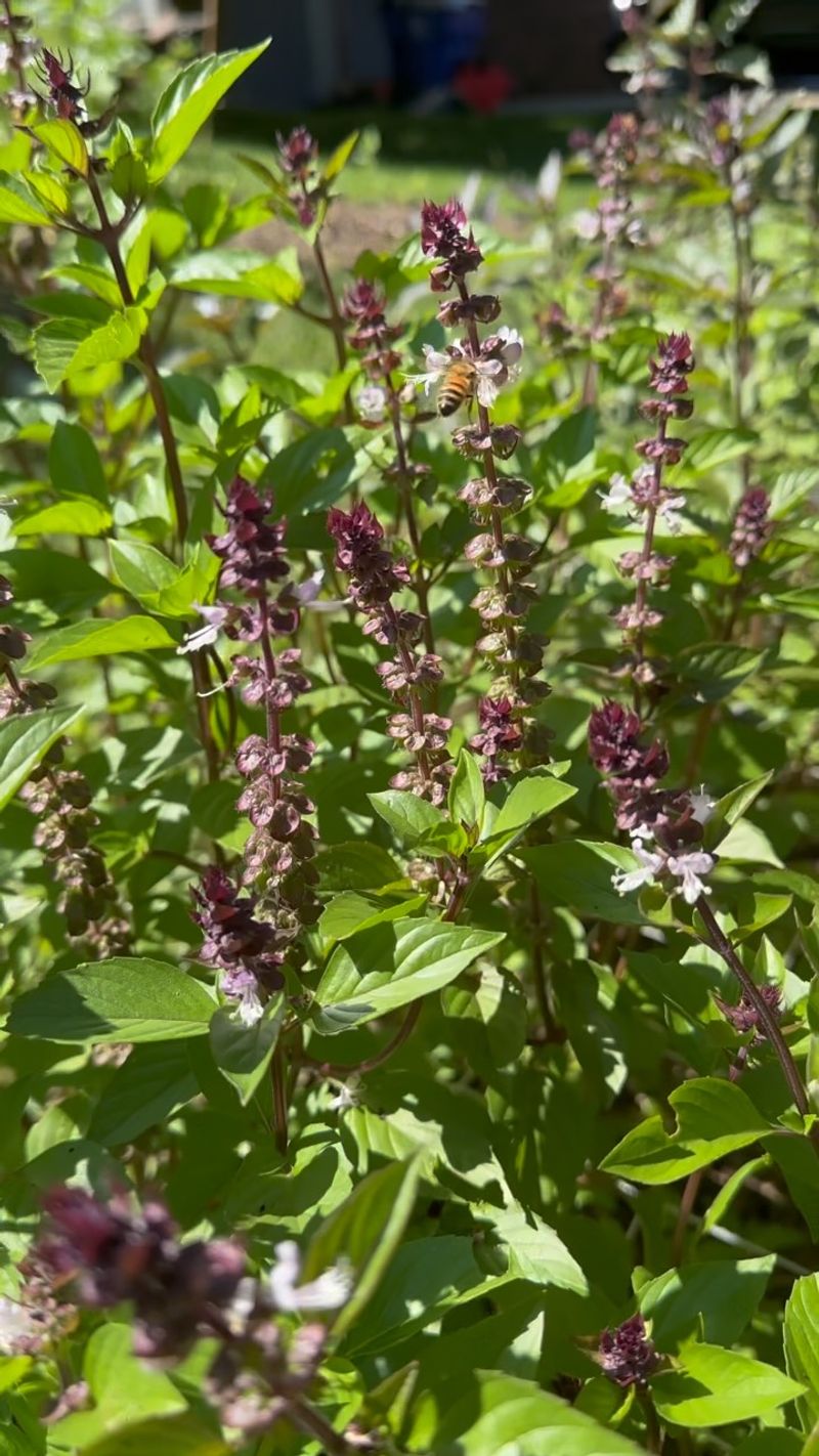Know when to harvest leaves and when to let flowers stay