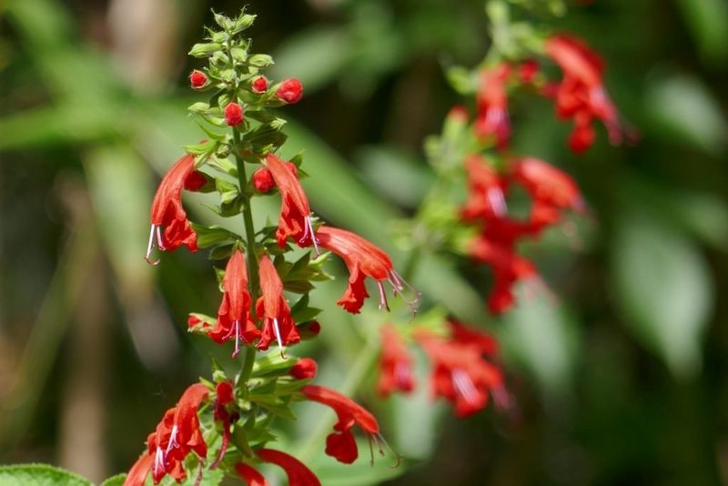 Know when tropical sage is the wrong choice