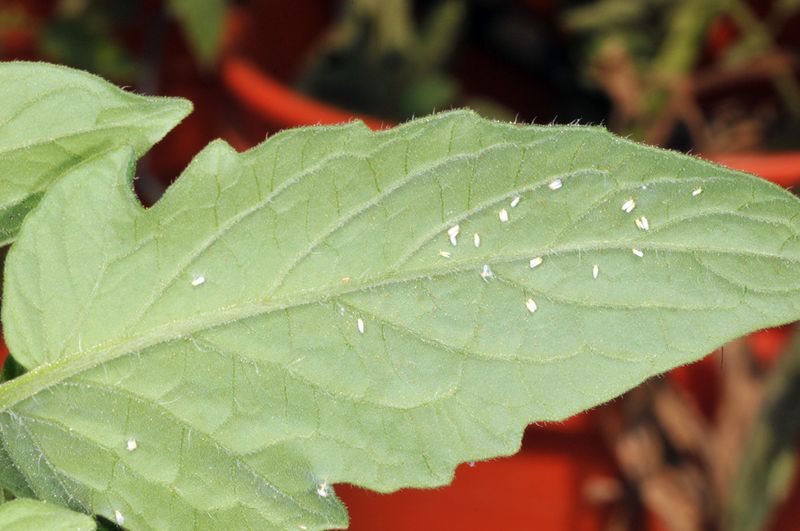 Know when whiteflies are not the whole diagnosis