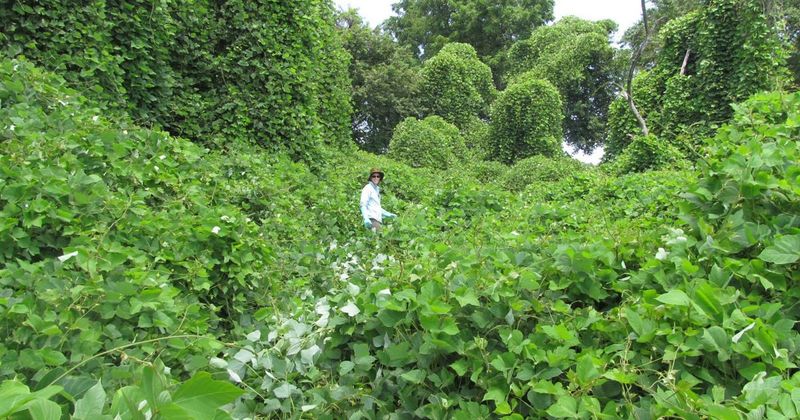 Kudzu Kudzu