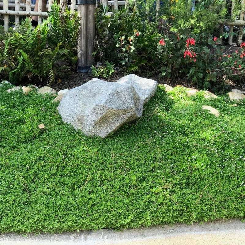 Kurapia Ground Cover