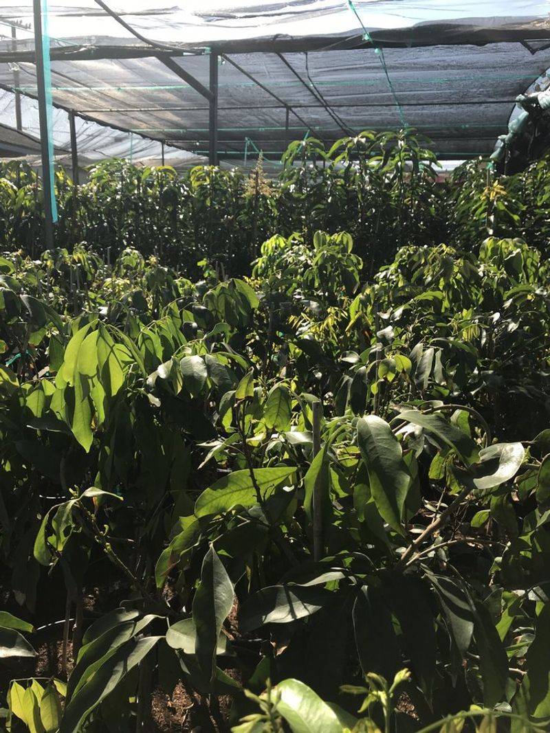 La Verne Nursery (Piru)